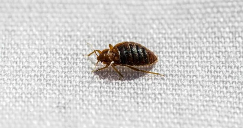 Are Bed Bugs Bad For Pregnancy?