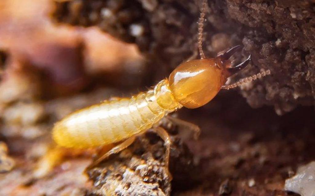 Can An Exterminator Get Rid Of Termites