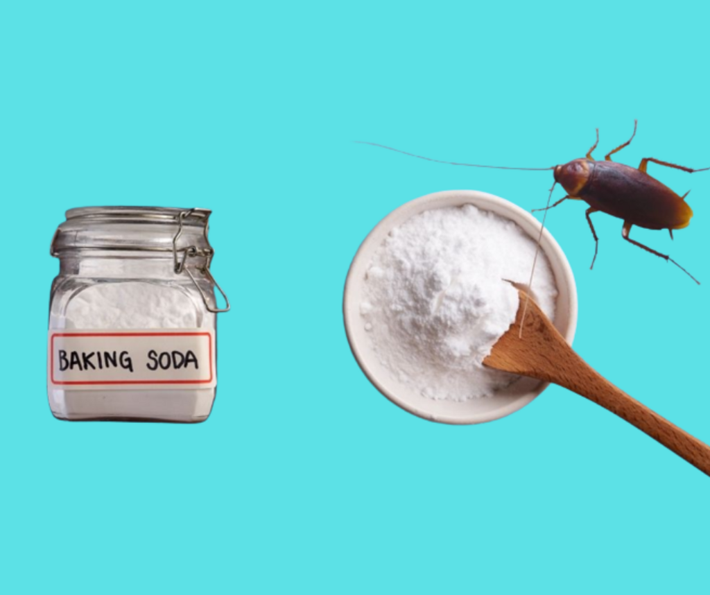 How Does Baking Soda Kill Roaches?