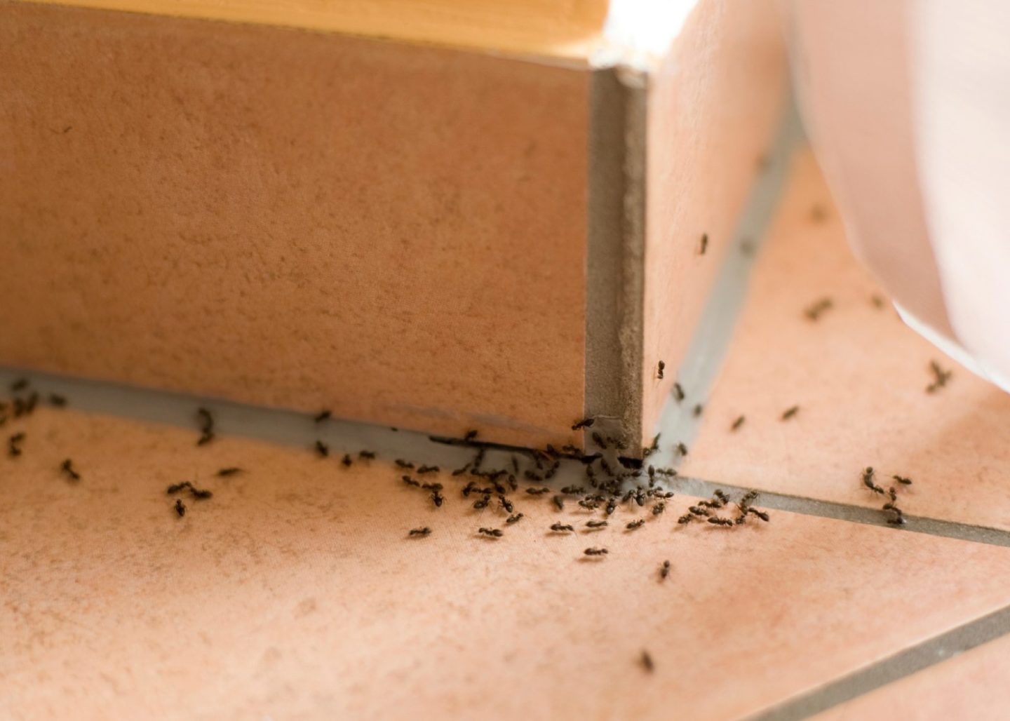 Stop Pest Infestations in Your Home or Office Now!