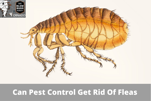 Can Pest Control Get Rid Of Fleas