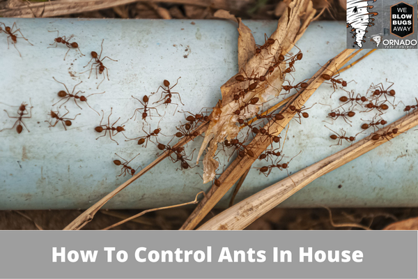 How To Control Ants In House