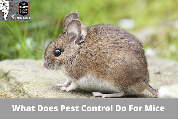 What Does Pest Control Do For Mice