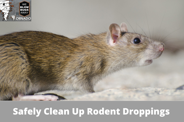How To Safely Clean Up Rodent Droppings