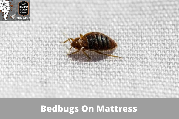 Bedbugs On Mattress