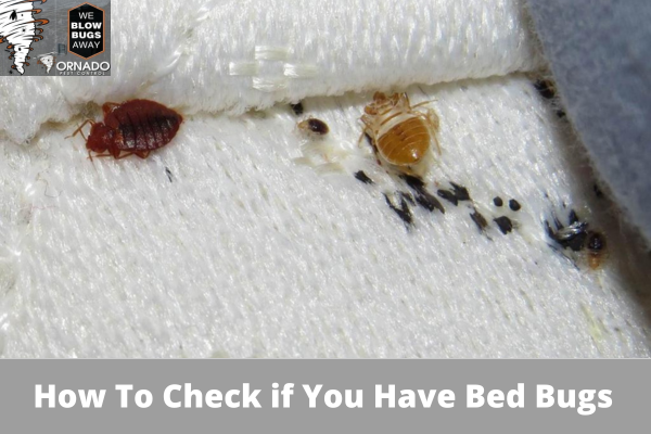 How To Check if You Have Bed Bugs