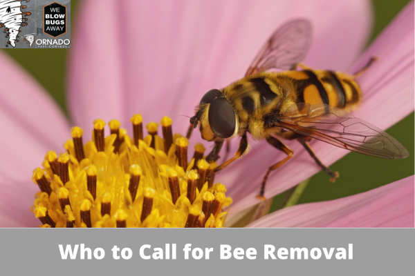 Who to Call for Bee Removal
