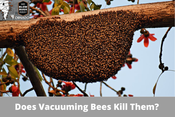 Does Vacuuming Bees Kill Them