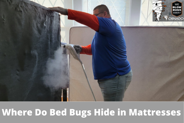 Where Do Bed Bugs Hide in Mattresses