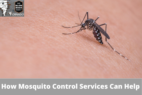 How Mosquito Control Services Can Help