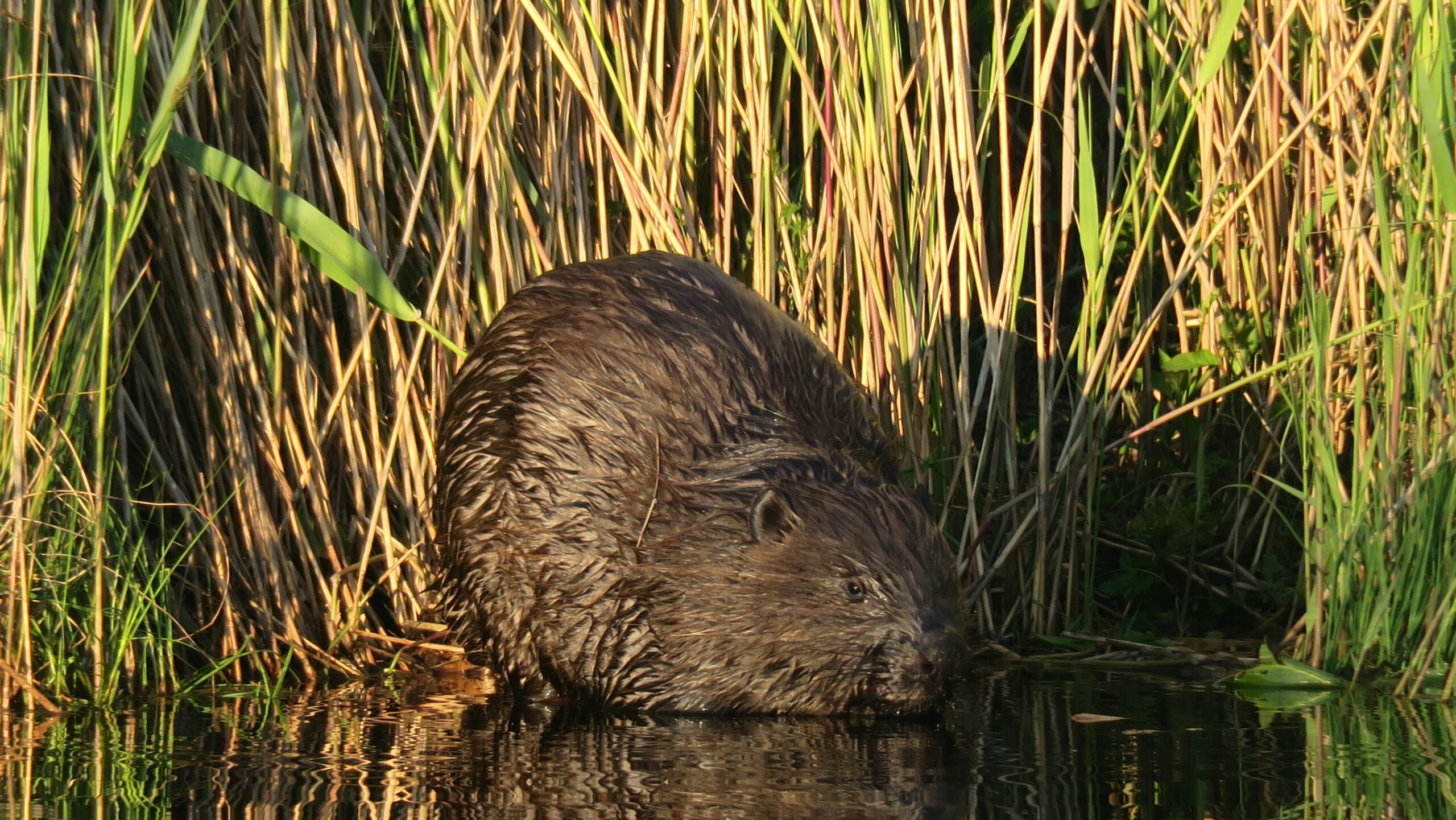 a beaver swimming in a pond surrounded by tall grass