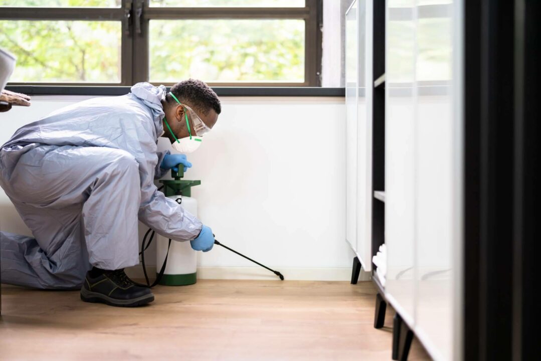pest control in leander under table
