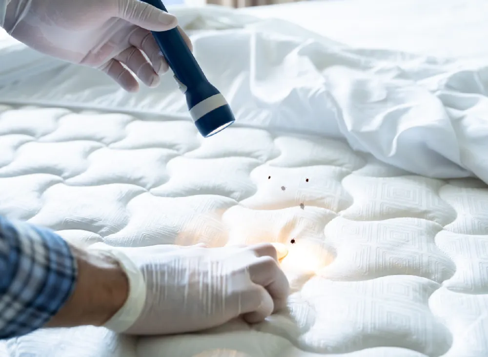 Bed bug control