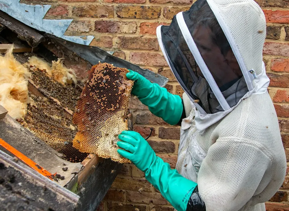 Bee removal