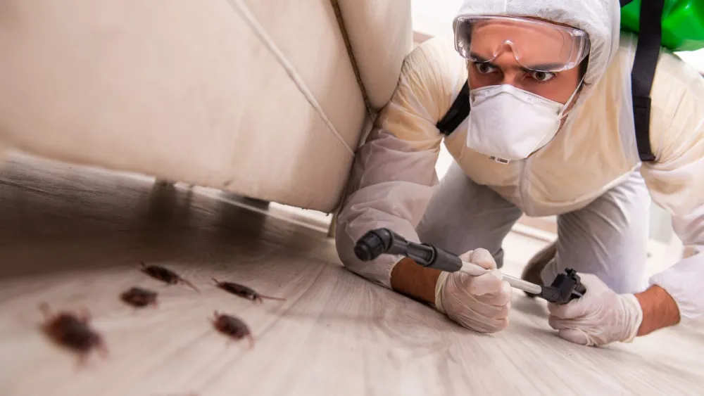 Pest Problems in Round Rock Homes