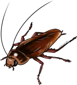 cockroach-03