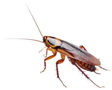 cockroach