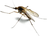 mosquito