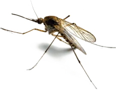 mosquito