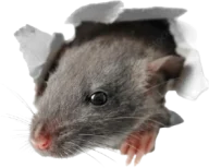 mouse